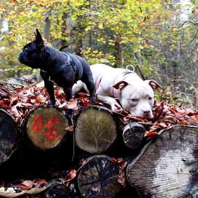 Hundetreffen-Bully/Hundetreffen Wendthagen-Bild