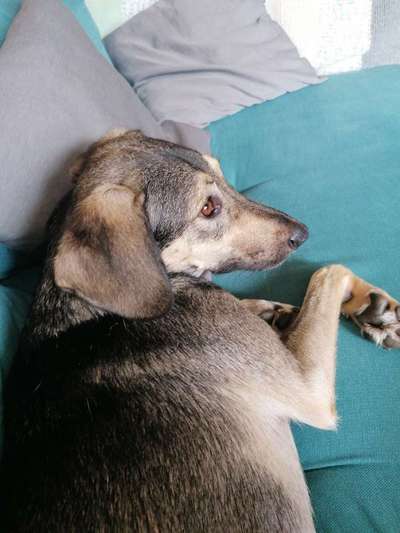 TierschutzhundeStammtisch🐕-Beitrag-Bild