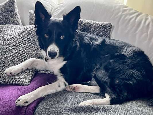 Welche Hunderasse-Beitrag-Bild