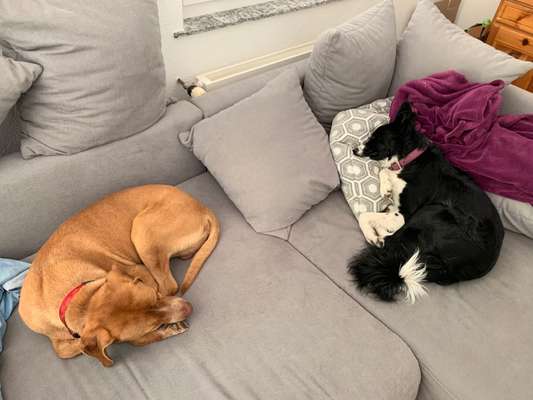 Mehrere Hunde zuhause !-Beitrag-Bild