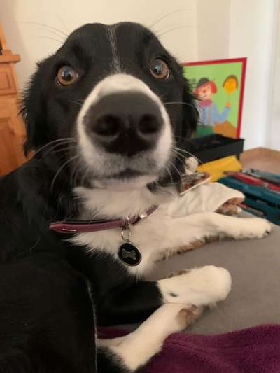 Die Dogorama Kalender Challenge Titelbild-Beitrag-Bild