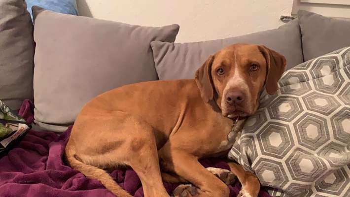 Hunde aus Griechenland-Beitrag-Bild