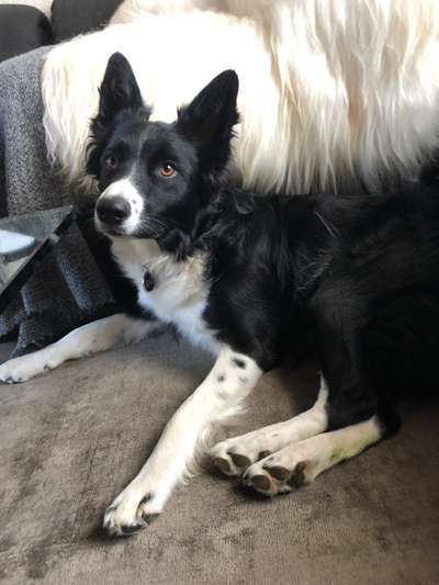 Rassen und ihre Eigenschaften-Beitrag-Bild