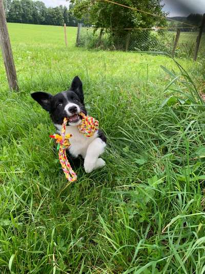 Welpen Bilder !-Beitrag-Bild