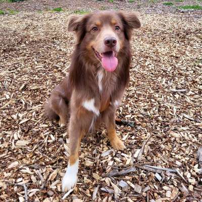 Hundetreffen-Senioren Walk-Bild