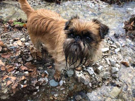 Dogorama-Monats-Challenge-Mai "Wasser"-Beitrag-Bild