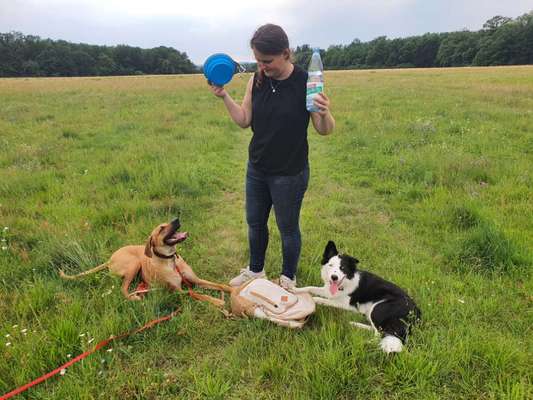 Gibt's hier noch mehr Border Collies???-Beitrag-Bild