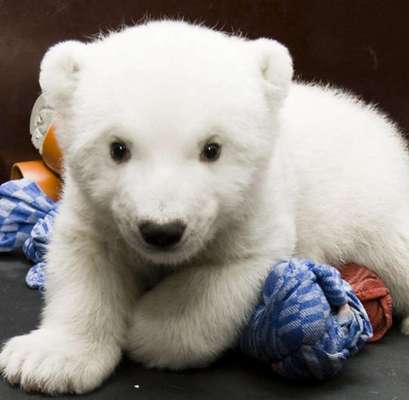 Wie heißt dein Hund?-Beitrag-Bild