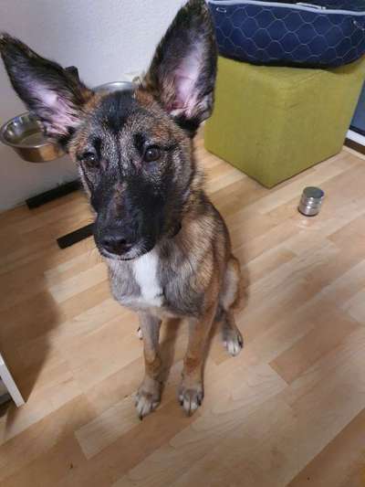 Hund verliert Fell an den Ohren-Beitrag-Bild