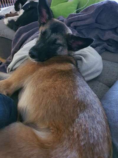 Wie heißt dein Hund?-Beitrag-Bild