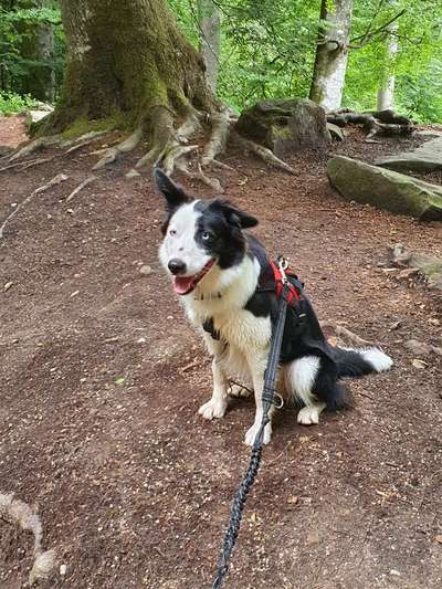 Gibt's hier noch mehr Border Collies???-Beitrag-Bild