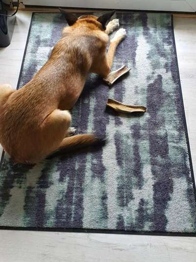 Suche Fussmatte die gut von langen Hundehaaren zu reinigen ist-Beitrag-Bild