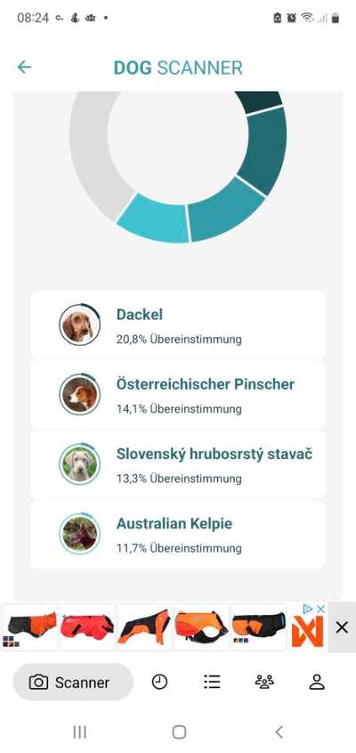 Welche Rasse ist mein Hund? (Mischling)-Beitrag-Bild