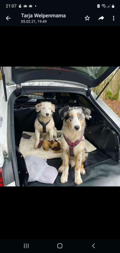 Rassenspezifische Farbbezeichnungen.... was ist euer Hund ? -)-Beitrag-Bild