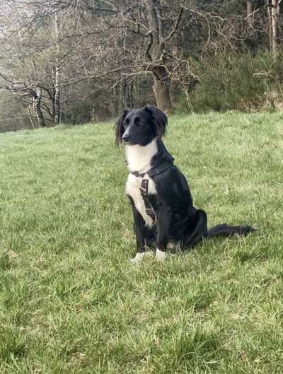 Wie heißt dein Hund?-Beitrag-Bild