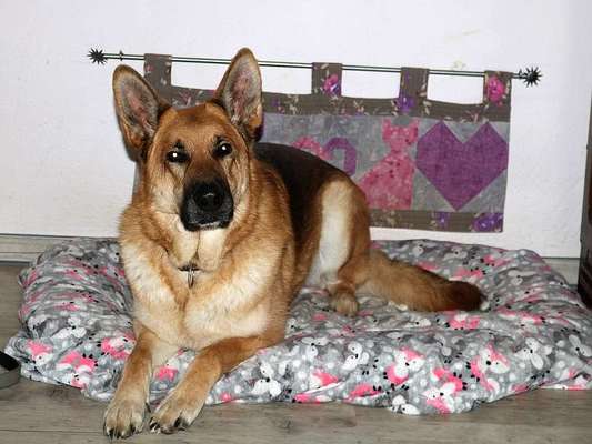 Wie heißt dein Hund?-Beitrag-Bild