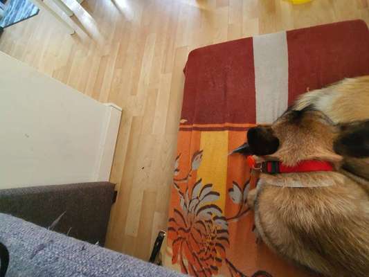 Ruhe gegen Schlingen?-Beitrag-Bild