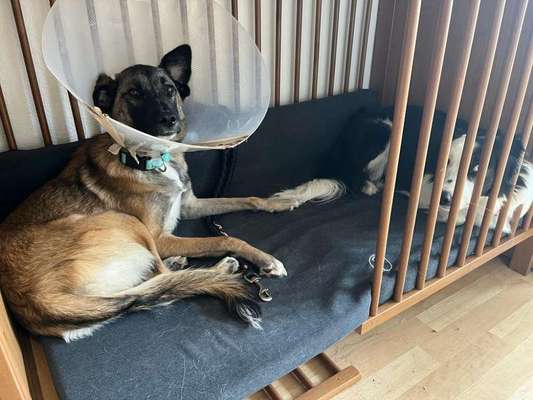 Möbel zur Hundebox umbauen-Beitrag-Bild