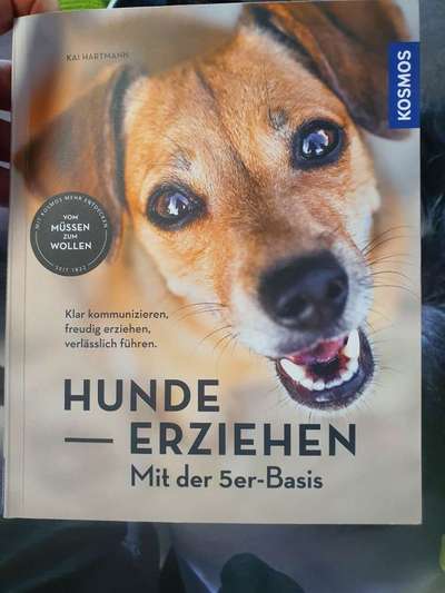Mein hund steht immer unter Stress-Beitrag-Bild