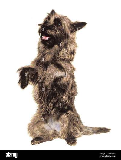 Wie heißt dein Hund?-Beitrag-Bild