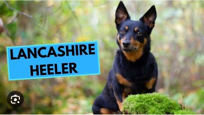 Bitte um Hilfe zur Rassen Erkennung.-Beitrag-Bild