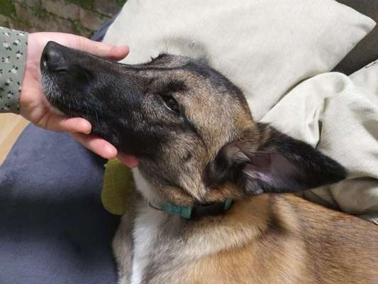 Hund verliert Fell an den Ohren – Gesundheit – von Dogorama – Dogorama App