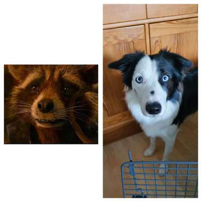 Wie heißt dein Hund?-Beitrag-Bild