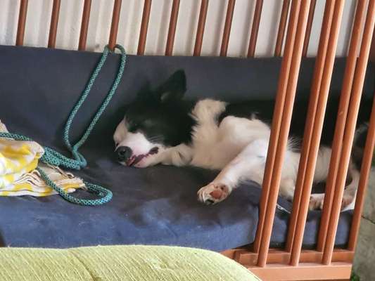 Ruhe gegen Schlingen?-Beitrag-Bild