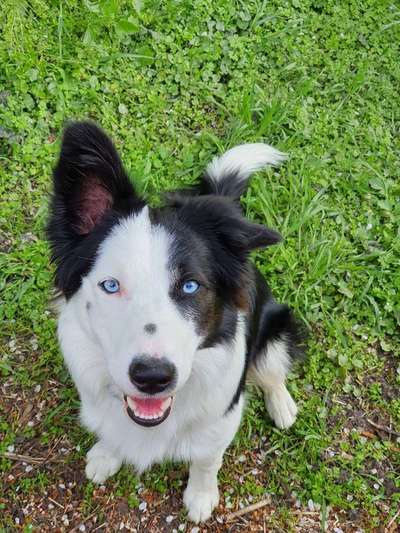 Gibt's hier noch mehr Border Collies???-Beitrag-Bild