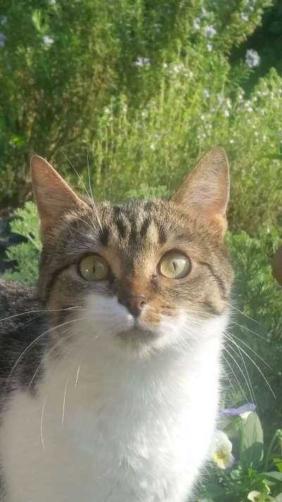 Wie heißt dein Hund?-Beitrag-Bild