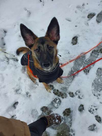 Hunderunde-Beitrag-Bild