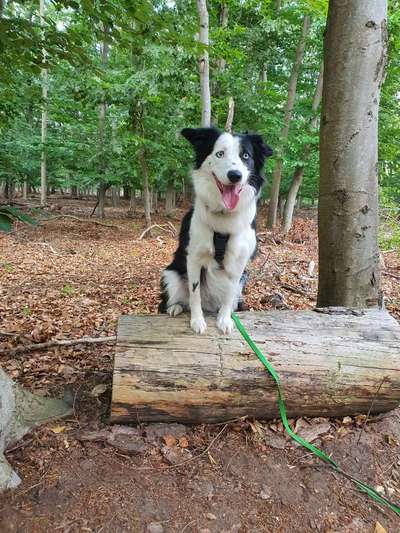 Hunderunde-Beitrag-Bild