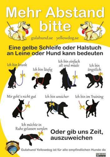 Alter hund-Beitrag-Bild