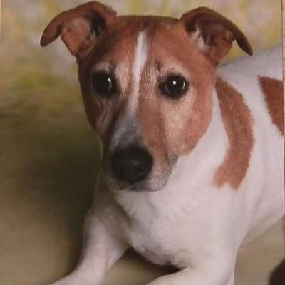 Unsere Fellnasen im Regenbogenland-Beitrag-Bild