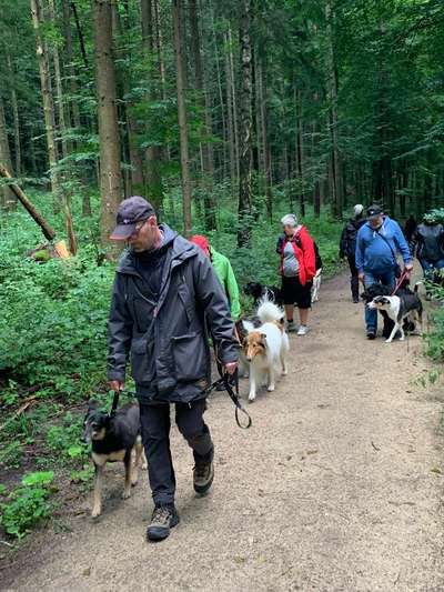 Hundetreffen-strukturíєrtєr spαzíєrgαng nαch dєr jσsє´ αrcє mєthσdє©-Bild