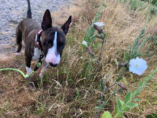 Die Dogorama Monats Challenge "Es grünt und blüht"-Beitrag-Bild