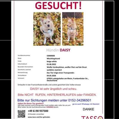 Suchmeldung-Daisy-Bild