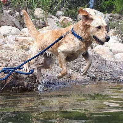 Urlaub mit Hund / fliegen-Beitrag-Bild