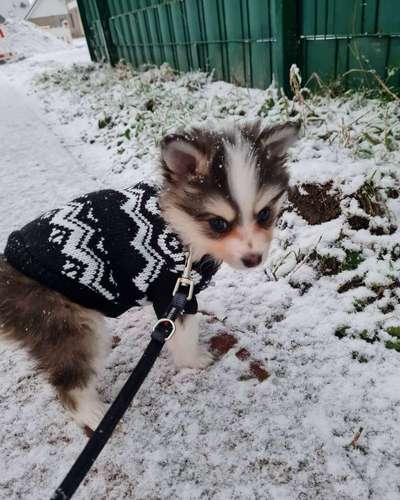 Zeigt die schönsten Schneebilder von eurer Fellnase ❄️-Beitrag-Bild