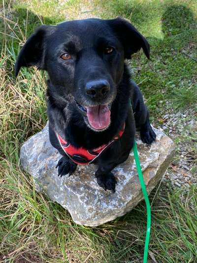 Mischlinge raten - Rätselspaß-Beitrag-Bild