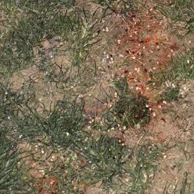 Giftköder-Gefahr für Tiere-Bild