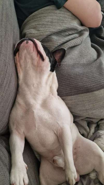 Französische Bulldoggen-Beitrag-Bild