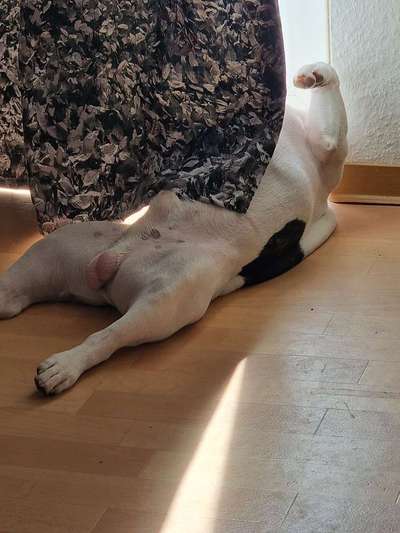 Französische Bulldoggen-Beitrag-Bild