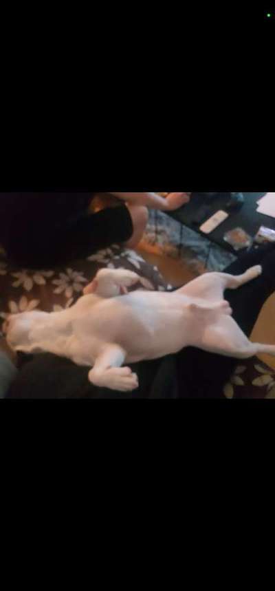 Französische Bulldoggen-Beitrag-Bild