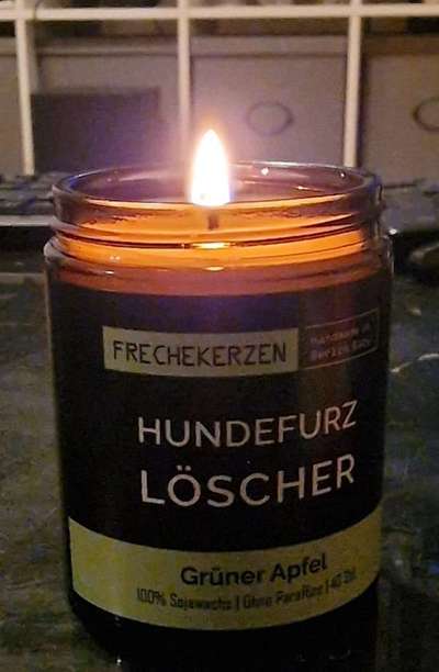 Französische Bulldoggen-Beitrag-Bild