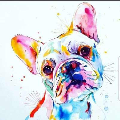 Französische Bulldoggen-Beitrag-Bild