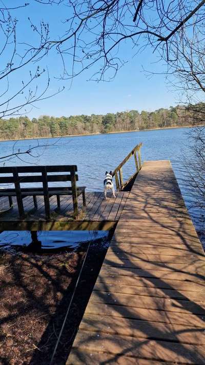 Französische Bulldoggen-Beitrag-Bild