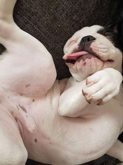 Französische Bulldoggen-Beitrag-Bild