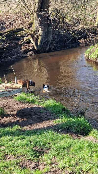 Französische Bulldoggen-Beitrag-Bild
