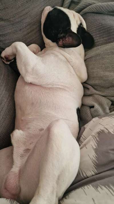 Französische Bulldoggen-Beitrag-Bild